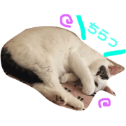Lily the cat 2