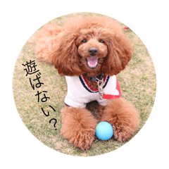 sakura toypoodle