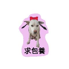 白的一天