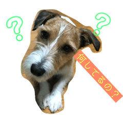 Jack Russell Terrier.KOJIRO