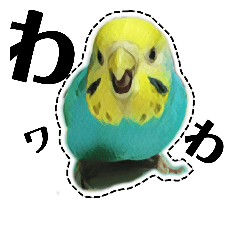 327 is Budgerigars
