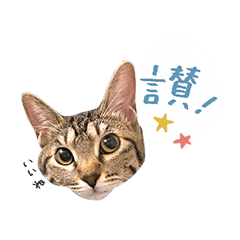 My brown tabby cat loves Taiwan