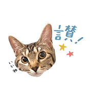 My brown tabby cat loves Taiwan