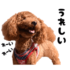 cute Japanese toy poodle