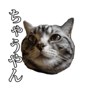 handy stamp of cat