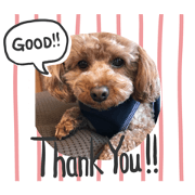 Cute Toy Poodle Shikida stamps