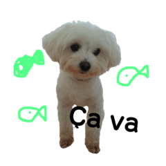 Peekapoo Kie-chan