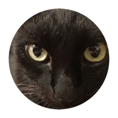 Cat cat Neko neko