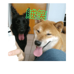 哈姆兄妹