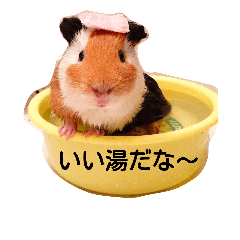 guinea pig: