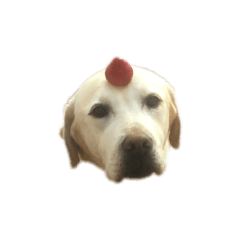 Labrador Dog stickers