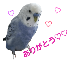 Important parakeet