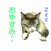 kotenyas