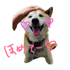 shiba nobi