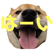 ShibaChihuahua