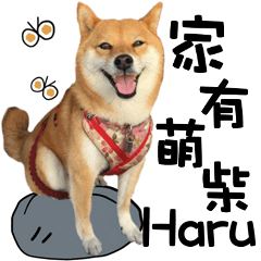 here is haru.