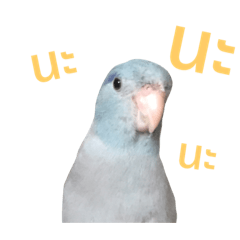 Parrotlets
