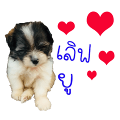 Mommam Kub