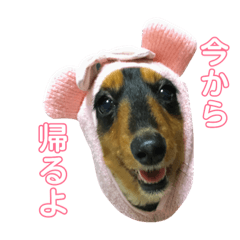 dog&bird!!!