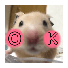 Puu and Niboshi it's hamster.