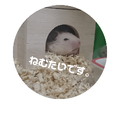 hamster Kinako Talk