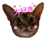 Abyssinian everyday conversation