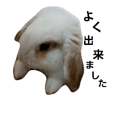 rabbit mamekichi2
