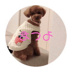dog poodle Miniature Dachshund