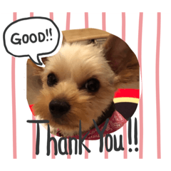 Yorkshire terrier dog