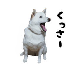 shiro white shiba inu dog