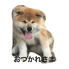 KOYUkI AKITAINU