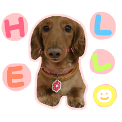 好胖的臘腸-叫本丸