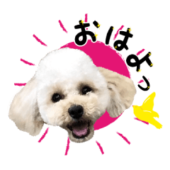 Mascot dog, toy poodle, Hanamaru