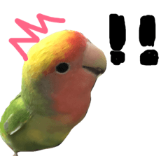 かわいいコザクラインコのぴぃちゃん Line スタンプ Line Store かわいいコザクラインコのぴぃちゃん Line スタンプ Line Store