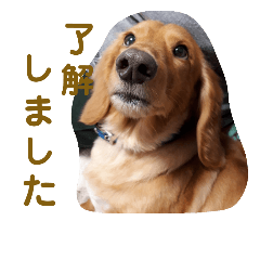 M. Dachshund -reo-