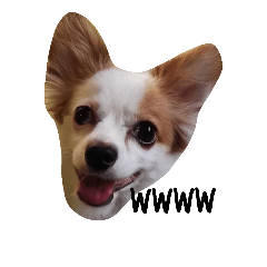myDogsx6RABBIT