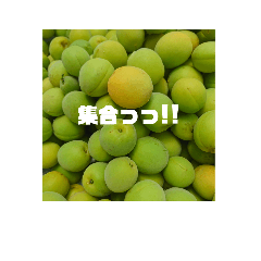 Feeling of Japanese apricot.