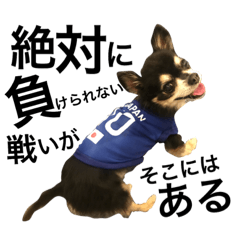 Every day of Chihuahua.