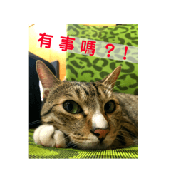 米奇的生活日常