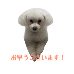 Doggy Toy Poodle 3