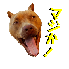 American Pit Bull Terrier Roger