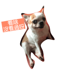 吉娃人生百態