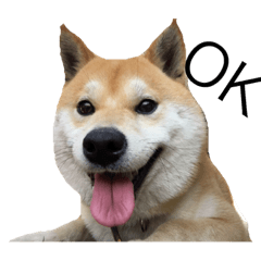 Shiba Inu Popo