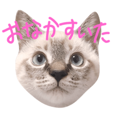 love Kotarou