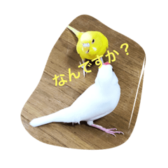 Diary of parrots and Java sparrow