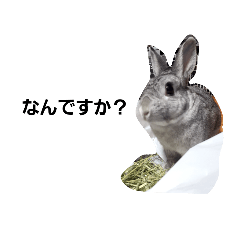 my Rabbit PERO