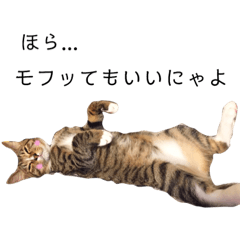 Tabby cats Harukichi