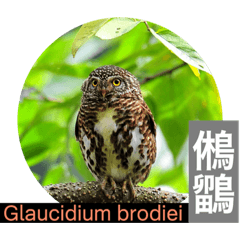 Taiwan Bird List