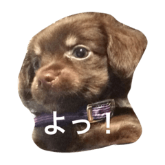 azuki dogs