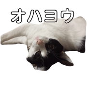 miipuu